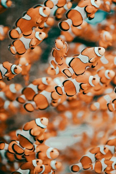 #aesthetic Fishes Aesthetic, Fish Aesthetic, Orange Mermaid, Artsy Aesthetic, Orange Fish, Water Aesthetic, Under The Ocean, Cartoon Fish, Mermaid Aesthetic