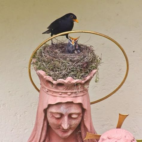 Birds Nests, Bird Nests, Bird Nest, Birds Of A Feather, The Crown, Art Inspo, Crown, Birds, Statue