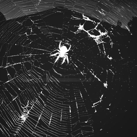 We had a little guest on our back porch for Halloween (or...well, most of October) this year! #halloween #creepy #spider #spiderweb #october #photography #sweetflossiemae Spider Desktop Wallpaper, Spider Aethstetic, Spider Web Graphic Design, Spider Astethic, Black Spider Aesthetic, Creepy Widgets, Brutal Vows, Spiderweb Aesthetic, Raison Detre