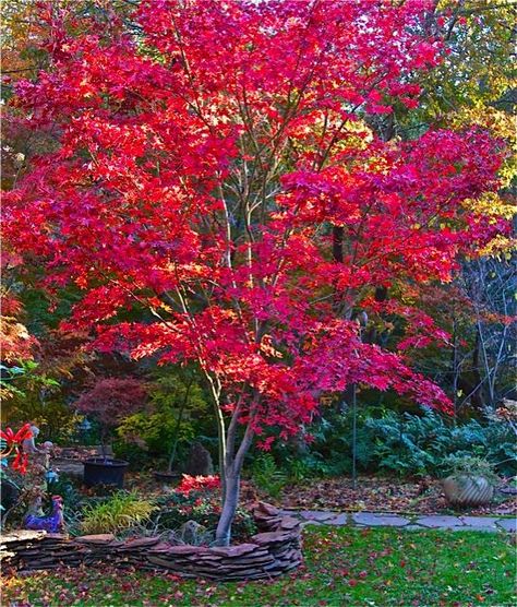 Fireglow Japanese maple is one of the best upright Japanese maple trees for hot sun exposure. Its autumn foliage is always magnificent.  Read more: http://www.finegardening.com/collaboration-nature#ixzz3uJj8w7EX Follow us: @finegardening on Twitter | FineGardeningMagazine on Facebook Yard Trees, Gardening Magazine, Fine Gardening Magazine, Japanese Maples, Maple Trees, Japanese Maple Tree, Autumn Foliage, Beautiful Trees, Acer Palmatum