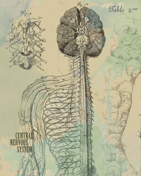 Central Nervous System Art, The Central Nervous System, Nervous System Aesthetic, Chiropractic Aesthetic, Nervous System Poster, Anatomy Artwork, Chiropractic Art, Nervous System Anatomy, Medical Artwork