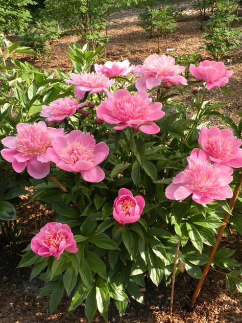 Peony Growth Habits: a peony for every place – Cricket Hill Garden Peony Bulbs, Peony Care, Growing Peonies, Tree Peony, Garden Flower Beds, Front Garden Design, Garden On A Hill, Peonies Garden, Flowers Perennials