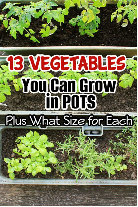 13 Vegetables You Can Grow In Pots PLUS What Size For Each

Grow your veggies in pots! 13 container-friendly vegetables and ideal pot sizes for each. Maximize your harvest with these space-saving gardening tips.

https://dianfarmer.com/vegetables-grow-pots-ideal-sizes/ Veggies In Pots, Potted Vegetables, Growing Vegetables In Pots, Vegetable Garden For Beginners, Growing Veggies, Natural Fertilizer, Unique Planter, Container Gardening Vegetables, Garden Oasis