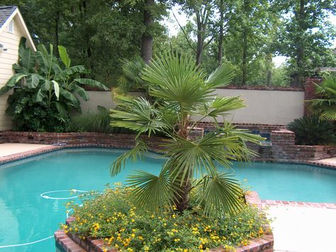 Poolside Landscaping, Palm Trees For Sale, Plants Around Pool, Front Landscaping Ideas, Windmill Palm, Pool Backyard Ideas, Outdoor Pool Decor, Flipping Homes, Pool Oasis