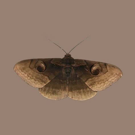 Brown Moth Aesthetic, Moth Background, Moth Pfp, Moths Aesthetic, Moth Brown, Beige Png, Moth Aesthetic, Moth Wallpaper, Moth Girl