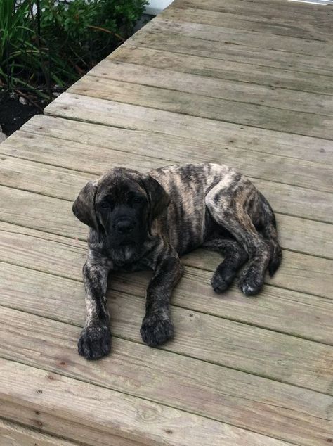 What Cotton would have looked like as a pup ... brindle English Mastiff. Brindle English Mastiff, Brindle Mastiff, English Mastiff Dog, English Mastiff Puppies, Mastiff Puppy, Mastiff Breeds, Giant Dog Breeds, Mastiff Puppies, Mastiff Dogs