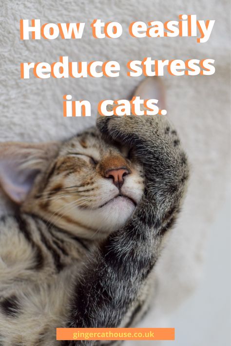 How To Care For Kittens, Cat Tips And Tricks, Cat Calming Remedies, Cat Tips Indoor, Cat Must Haves, Stressed Cat, Kittens Care, Cat Remedies, Cat Tricks