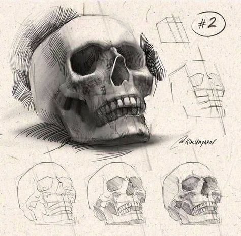 Rim Umyarov, Human Skull Drawing, Skull Anatomy, Skull Reference, Skull Sketch, Skeleton Drawings, Skull Art Drawing, Pencil Sketch Images, Human Anatomy Drawing