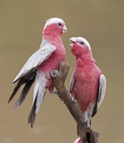 Galah Cockatoo, Birds On Tree, Australian Parrots, Regard Animal, Pink Cockatoo, Australian Flora, Most Beautiful Birds, Australian Birds, Pink Bird