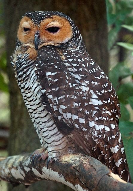 Spotted Wood Owl by casanova.frankenstein Owl Reference, Spotted Owl, Awesome Owls, Owl Girl, Beautiful Owls, Nocturnal Birds, Owl Photography, Wise Old Owl, Burrowing Owl