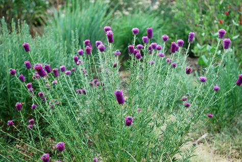 Purple Prairie Clover Plant | Andrew Keys : Garden Smackdown : Boston, MA » Prairie Clover, Clover Plant, Landscape Garden Design, Bees And Butterflies, Drought Tolerant Landscape, Gardening Techniques, Landscape Garden, Wildflower Garden, Garden Girls