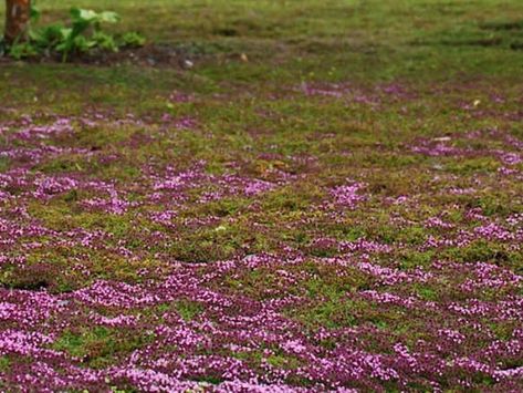 Elfin Thyme Elfin Thyme, Grass Alternatives, Lawn Alternative, Grass Alternative, Thymus Serpyllum, Lawn Ideas, Lawn Alternatives, Drought Tolerant Landscape, Sun Loving Plants