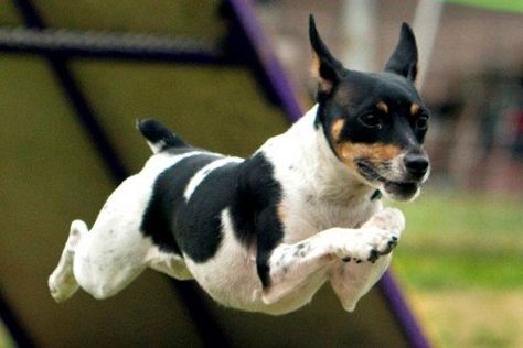 Rat Terrier Dogs, Smooth Fox Terriers, Toy Fox Terriers, Rat Terrier, Terrier Breeds, Rat Terriers, Pit Bull Terrier, American Pitbull Terrier, Full Tilt