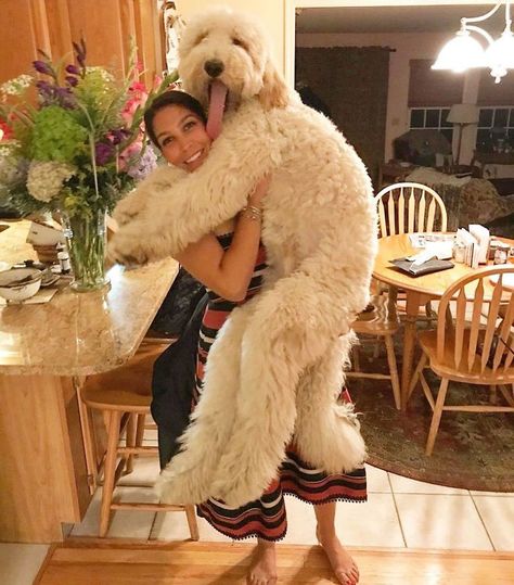 F1b Goldendoodle, Big Teddy Bear, Big Teddy, Doodle Puppy, Hybrid Dogs, Hilarious Photos, Golden Doodle, Purebred Dogs, Goldendoodle Puppy