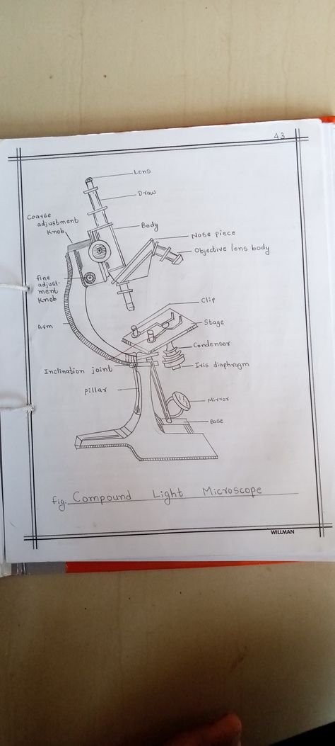 Diagram of Compound microscope Compound Microscope Drawing, Microscope Diagram, Microscope Drawing, Romanticise School, Draw Knobs, Compound Microscope, Biology Diagrams, Car Symbols, Basic Anatomy