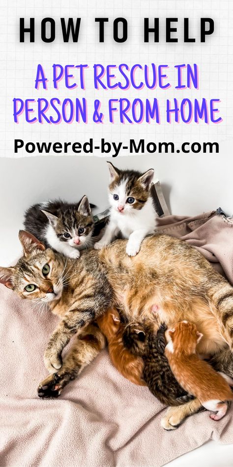 how to help an animal rescue. Animal Rescue Volunteer, Animal Rescue Ideas, Pregnant Cat, Animal Rescue Center, Foster Cat, Cat Sanctuary, Pet Advice, Foster Mom, Puppy Photos