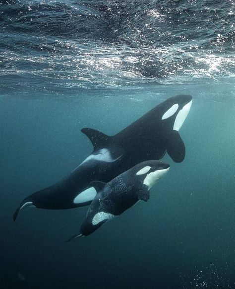 Orca mother and calf Ocean Life Photography, Sea Life Wallpaper, Orca Art, Cow And Calf, Whale Art, Beautiful Sea Creatures, Orca Whales, Killer Whale, Whale Shark