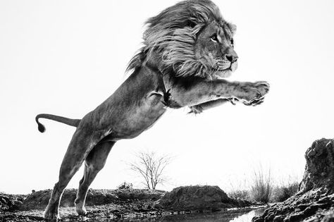 Lion King by David Yarrow Lion Jumping, David Yarrow, Il Re Leone, Tiger Illustration, A Lion, Animal Photo, Lion King, Big Cats, Wildlife Photography