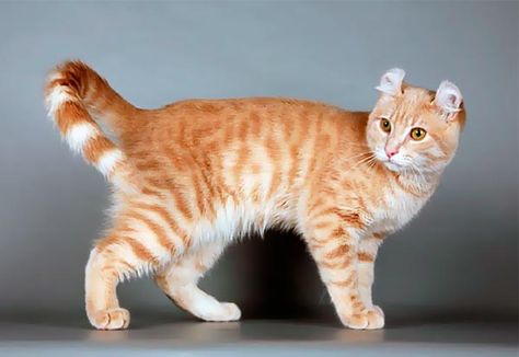 Red spotted tabby Cat Anatomy, Warrior Cat Drawings, Warrior Cat Oc, Cat Reference, Warrior Cats Art, Gorgeous Cats, Cat Pose, Unique Cats, Warrior Cat