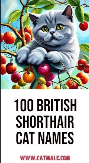 100 British Shorthair Cat Names British Shorthair Cats Drawing, British Short Hair Cats And Kittens, Short Hair British Cat, British Names, Boy Cat Names, Chocolate British Shorthair Cats, British Shorthair Cats Tortoiseshell, Girl Cat Names, British Blue Cat