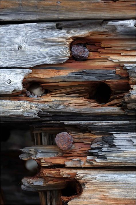 Vraket | Patrik Carlsson | Flickr Stary Papier, Tre Kunst, Growth And Decay, Into The Wood, Texture Inspiration, Texture Photography, Peeling Paint, Art Texture, Foto Art