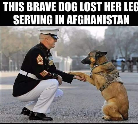 Marine Dog, Military Service Dogs, Dog Hero, Retired Military, Military Working Dogs, Military Honor, Military Dogs, Us Marine Corps, Military Heroes