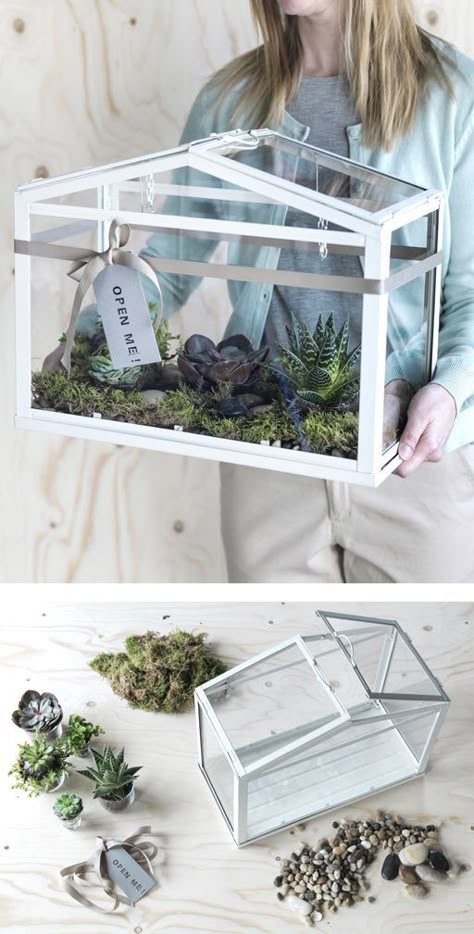 Ikea Socker, Glass Bookcase, Cactus Terrarium, Diy Greenhouse Plans, Indoor Greenhouse, Terrarium Ideas, Backyard Greenhouse, Greenhouse Plans, Mini Greenhouse