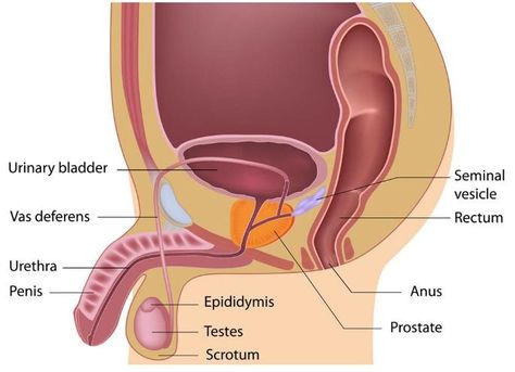 What can damage your prostate? Male Reproductive System, Prostate Gland, Prostate Health Men, Anatomy Medical, Health Essentials, Basic Anatomy And Physiology, Neet Exam, Female Reproductive System, Human Body Anatomy