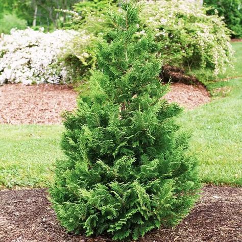 9 Fast-Growing Evergreen Trees That Will Be Tall Before You Know It False Cypress, Leyland Cypress, Fast Growing Evergreens, Cupressus Sempervirens, Natural Fence, Holly Tree, Perennial Border, Spring Meadow, Fast Growing Trees