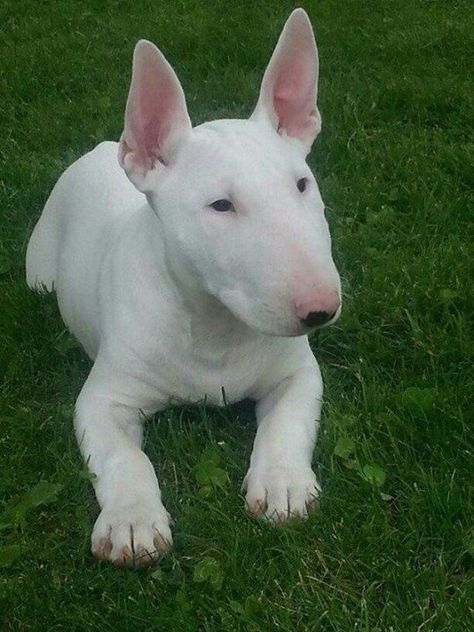 Miniature English Bull Terrier, Pittie Puppies, Bull Terrier Tattoo, Bull Terrier Funny, White Bull Terrier, Mini Bull Terriers, Miniature Bull Terrier, English Bull Terrier, Tattoo Animal