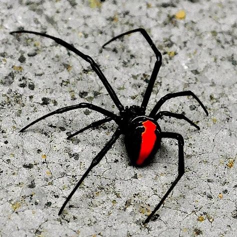 reminder that spiders enter your home to protect you 🕷️ Redback Spider, Pixie Tattoo, Venomous Animals, Spider Species, Pet Spider, Bird People, Black Widow Spider, Cool Bugs, Beaded Spiders