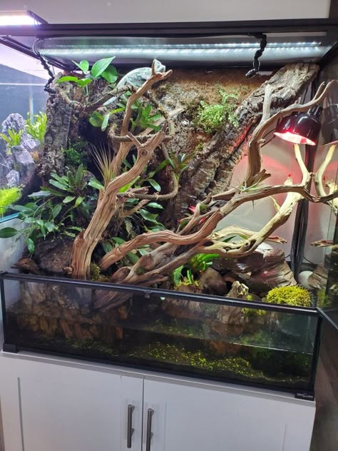 Amazon Tree Boa Enclosure, Bioactive Chameleon Enclosure, Crested Gecko Enclosure, Crested Gecko Vivarium, Frog Enclosure, Snake Tanks, Tree Frog Terrarium, Chameleon Enclosure, Bioactive Terrarium