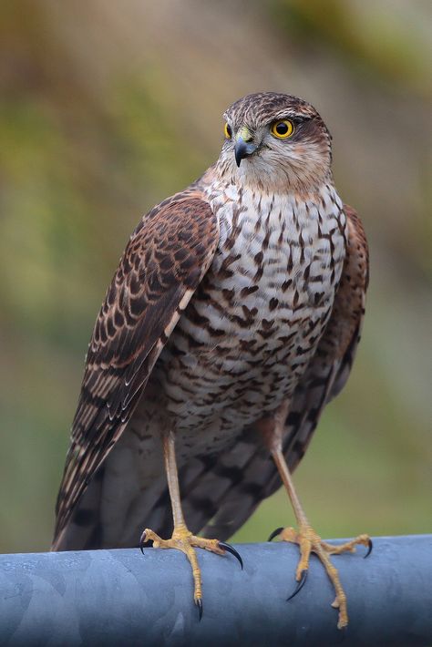 Sparrowhawk on gate British Birds Of Prey, Raptor Bird Of Prey, Raptors Bird, Sparrowhawk, Bird Of Prey, British Wildlife, Three Houses, Small Birds, Birds Of Prey