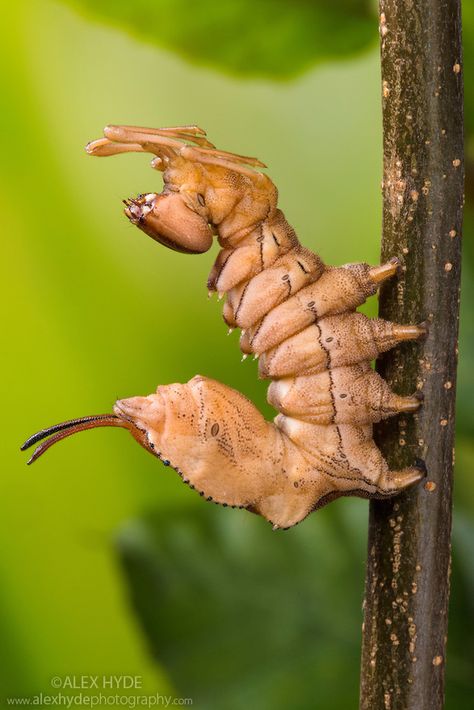 ˚Lobster Moth (Stauropus fagi) Caterpillar Animal Photography Wildlife, Moth Caterpillar, Cool Bugs, Sims House Design, Creepy Crawlies, Arthropods, Arachnids, Weird Creatures, Bugs And Insects