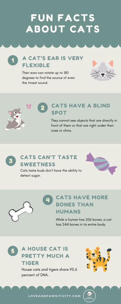 All About Cats Facts, Interesting Facts About Cats, Cat Fun Facts, Cute Facts About Animals, Senior Cat Care Tips, Cat Facts Interesting, Cat Boarding Ideas, Cat Facts Funny, Animal Fun Facts