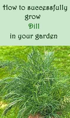 Growing Dill, Grow Dill, How To Grow Dill, Garden Veggies, Indoor Herb Garden, Veg Garden, Herbs Indoors, Container Gardening Vegetables, Gardening Advice