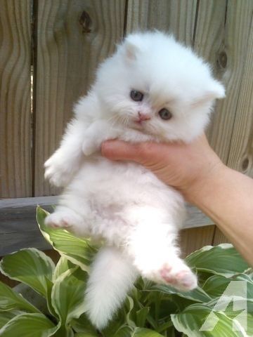 Copper Eyes, Persian Cats For Sale, Small Kitten, Small Kittens, Cute Pomeranian, Persian Kittens, Cat Ideas, Cute Little Kittens, Eyes Blue