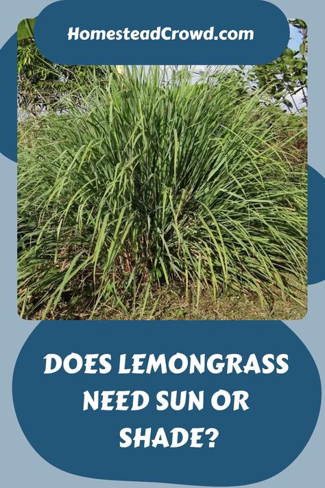 Discover if lemongrass needs sun or shade for optimal growth. Find out the ideal growing conditions and how to cultivate it indoors or in pots. Grow Lemongrass, Lemongrass Plant, Natural Bug Repellent, Perennial Grasses, Herbs Indoors, Liquid Fertilizer, Replant, Growing Seeds, Growing Indoors