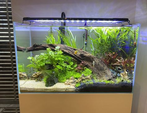 Neon Tetra, Fish Tank Terrarium, Taman Air, Betta Aquarium, Fresh Water Fish Tank, Shrimp Tank, Planted Tank, Aquarium Landscape, Pet Paradise