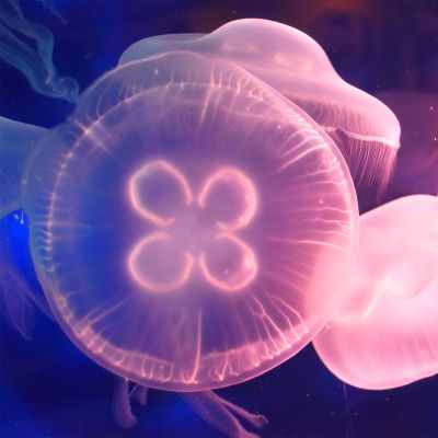 Moon Jelly, Jellyfish Aesthetic Widget, Moon Jellyfish, Moon Jellyfish Aesthetic, Jellyfish Aethestic, Blue Jelly Fish Aesthetic, Pink Moon Jellyfish, Jellyfish Pictures, Sea Drawing