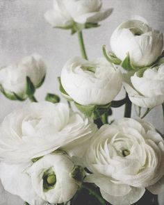 Ranunculus Arrangement, Ranunculus Garden, Ranunculus Wedding, Ranunculus Bouquet, Ranunculus Flower, White Ranunculus, Ranunculus Flowers, Romantic Bedroom, Flower Photography