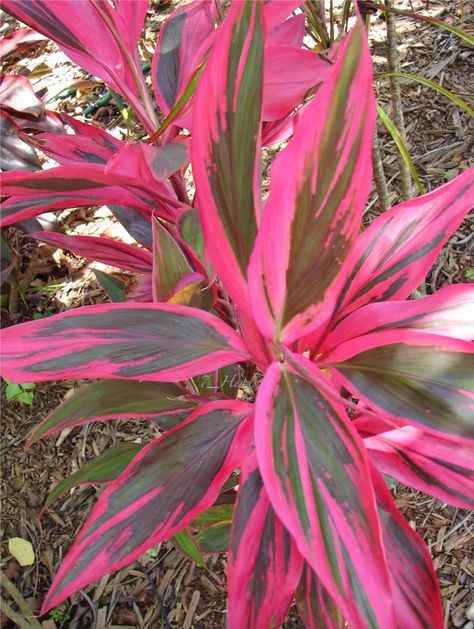 Red Sister Plant Hawaiian Ti Plant, Ti Plant, Tropical Backyard, Pink Plant, Plant Diseases, Colorful Plants, Antique Store, Ornamental Plants, Tropical Landscaping