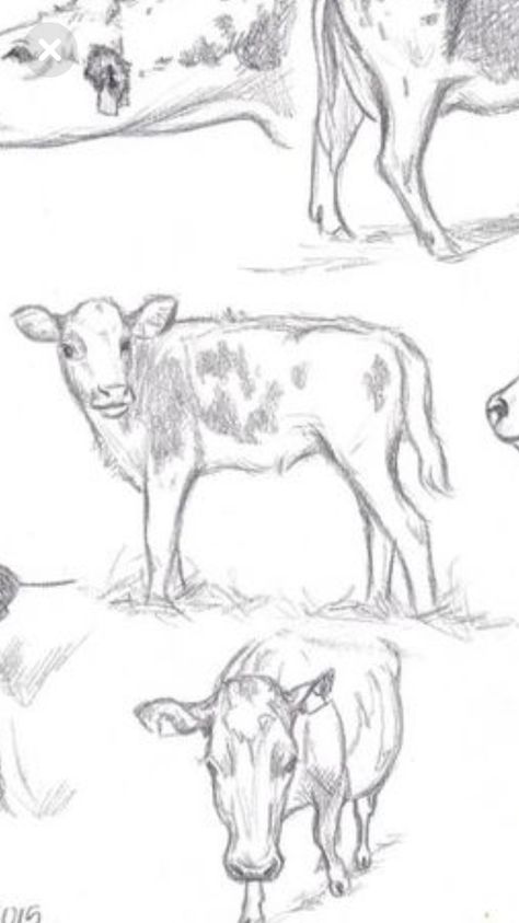 Cow Drawing Side View, Cow Anatomy Drawing, Cow Drawing Realistic, Cow Calf Drawing, Cow Drawing Reference, Baby Cow Drawing, Cattle Drawing, Cow Anatomy, Cow Sketch