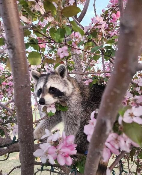 Bear Goddess, Pet Raccoon, Petting Zoo, Cute Raccoon, Raccoon Funny, Trash Panda, Silly Animals, Racoon, Koala Bear