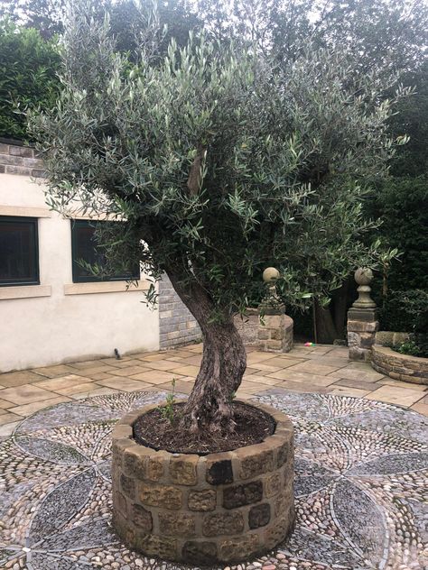 Olive Tree Care, Olive Trees Landscape, Olive Trees Garden, Olivier En Pot, Growing Olive Trees, Dream Garden Backyards, Potted Olive Tree, Front Lawn Landscaping, River Rock Garden