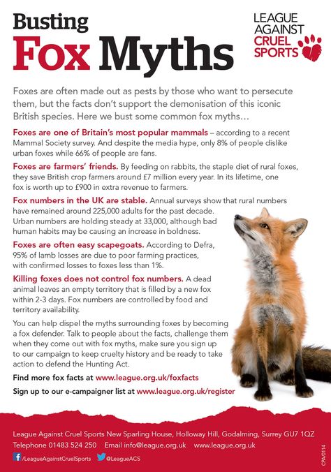 Support us in busting fox myths for #FoxyFeb! www.league.org.uk/foxyfeb Therian Journal, Hunt Saboteurs, Fox Facts, Fox Eat, Fox Therian, Animal Experiments, Living In Costa Rica, Fabulous Fox, Animal Spirit Guides