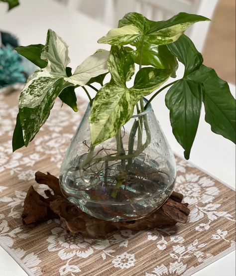 Syngonium fantasy in a melted glass bowl Water Plants, Glass Bowl, Glass Vase, Vase, Bowl, Water, Glass, Plants, Home Decor