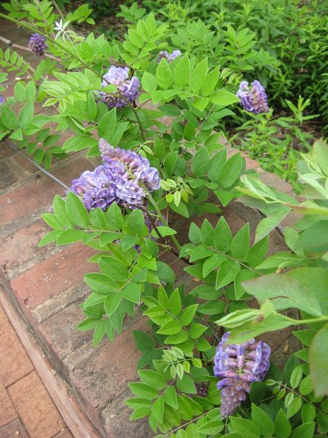 This poetic climbing vine adds a touch of romance to any garden. American Wisteria, Wisteria Vines, Climbing Clematis, Flowers For Garden, Wisteria Plant, Witches Garden, Sweet Autumn Clematis, Peace Lily Plant, Autumn Clematis