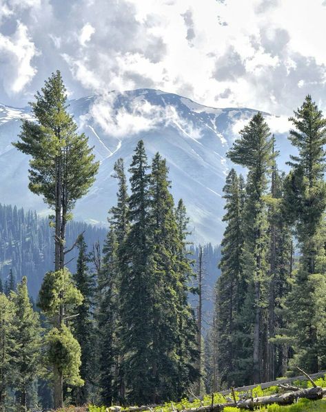 Pahalgam, Kashmir #India Kashmir Photoshoot, Kashmir Diaries, Kashmir Aesthetic, Pahalgam Kashmir, Kashmir Photos, Garden Fence Art, Nature Aesthetics, Hiking Places, Valley Of Flowers