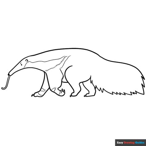 Free Anteater Coloring Page for Kids Anteater Tattoo, Anteater Drawing, Anteater Art, Zoo Education, Diy Drawings, Popular Cartoon Characters, Easy Drawing Guides, Henna Tattoo Hand, Drawing Guides